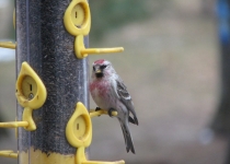 08 redpoll