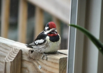 08 sapsucker