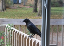 1crow
