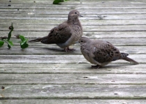 2doves