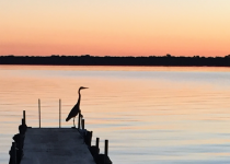 great blue heron