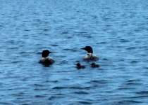 loons21