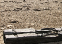 nestingkildeer
