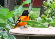 oriole2