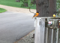 oriolemay2016