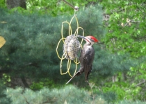 pileated