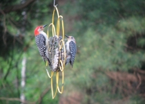 two red bellied woodpeckers